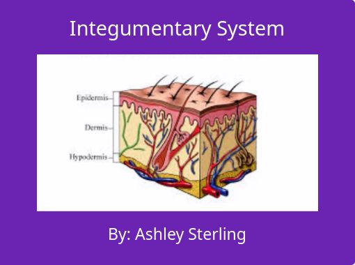integumentary system body for kids