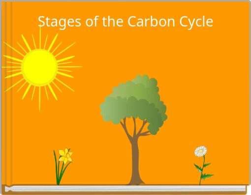 what are the stages of the carbon cycle