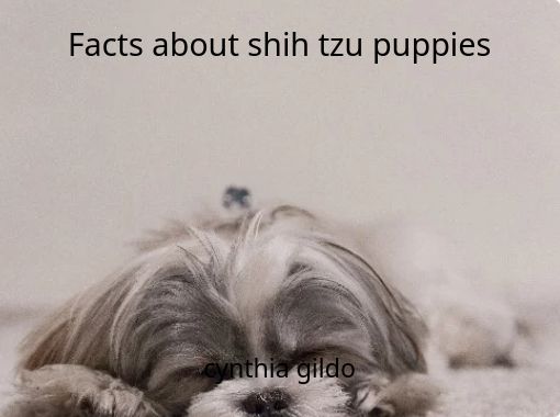 Facts About Shih Tzu Puppies Free Stories Online Create Books