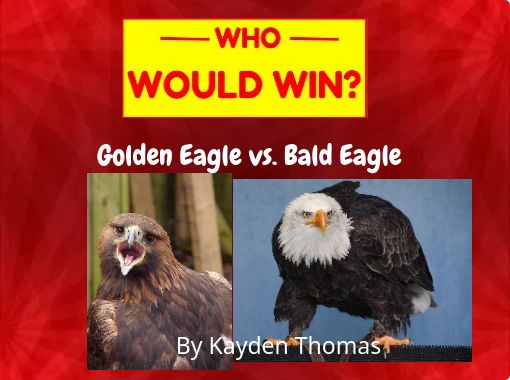 Golden Eagle Vs Bald Eagle Free Books Childrens